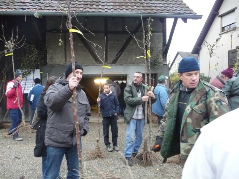 Arbres de la Sainte-Catherine - 2013
