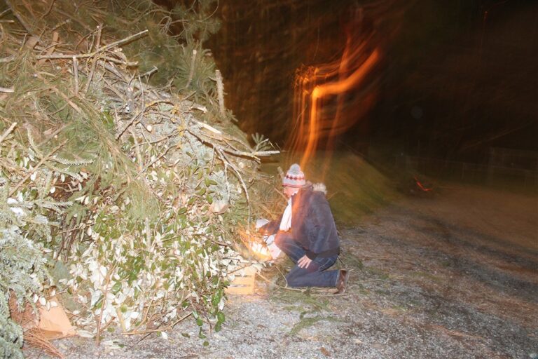 Crémation des sapins