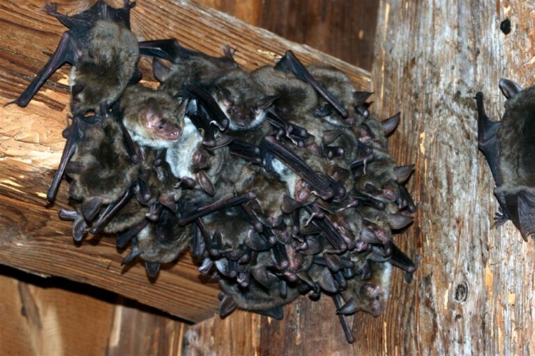 Des chauves-souris ....