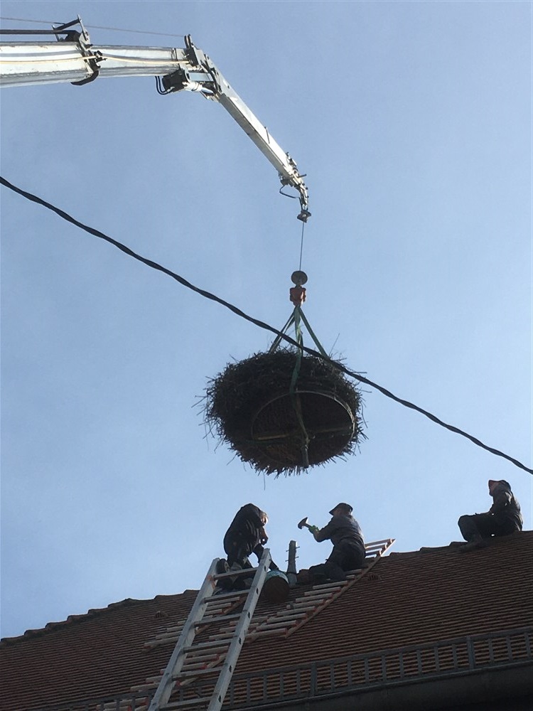 Ecrêtement du nid de cigognes