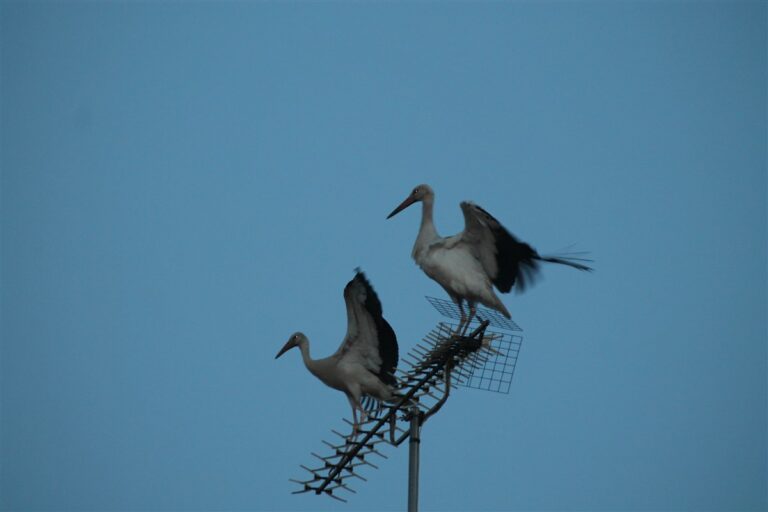 Le rendez-vous des cigognes