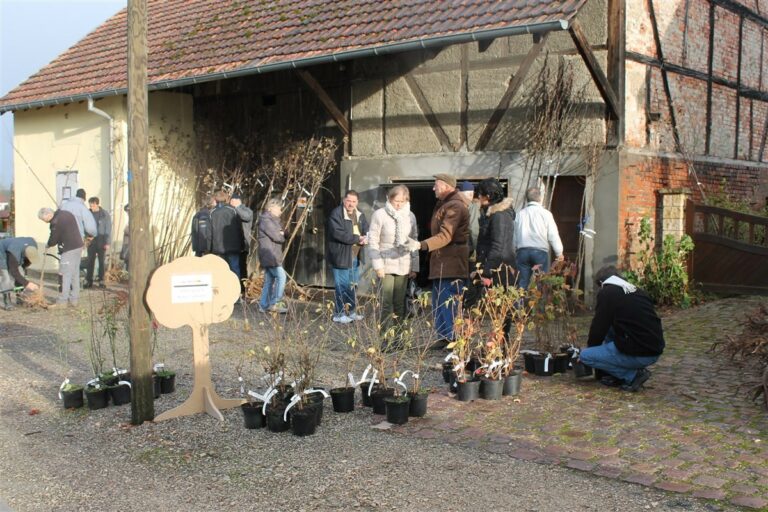 Les arbres de la Sainte Catherine - 2015